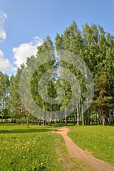 Summer landscape birch grove in the Village in the summer