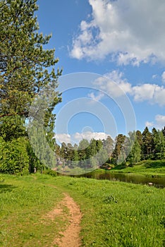 Summer landscape birch grove in the Village in the summer