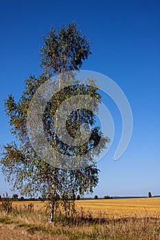 Summer landscape with birch, sunny day