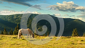 Summer landscape in Carpathian mountains and the blue sky with clouds. A hors grazes in a meadow in the mountains.