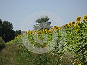 Summer Landscape