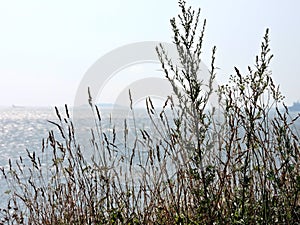 Summer landscape with coast, grass and sea, Suomenlinna, Helsinki