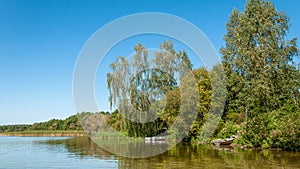 summer landscape. coast of the lake with trees, shrubs and reeds under a clear blue sky