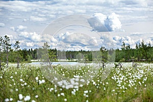 Summer landscape with cotton grass on swamp and river