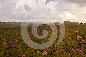 Summer landscape in the country on a foggy day