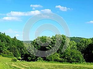 Summer landscape in the country. Fresh gras, big trees and blue sky.