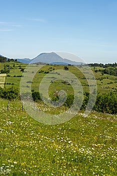 Summer landscape covered with fresh meadow in Puy de Dome, Auvergne-Rhone-Alpes, France
