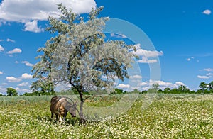 Summer landscape with cow hiding under shadow