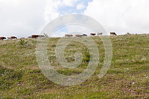 Summer landscape with cows.