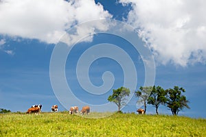 Summer landscape with cows