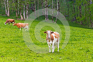 Summer landscape with cows grazing on fresh green mountain pastures.