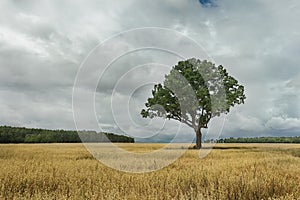 Summer landscape with dark storm clouds and old oak tree standing in oat field