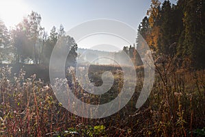 Summer landscape of dense fog early in the morning in the woods