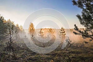 Summer landscape of dense fog early in the morning in the woods