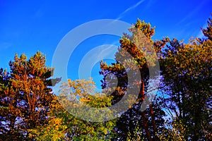 summer landscape. dense forest on a sunny day. Beautiful spruce and pine forests.An earthen road. with a blue sky. Green trees.