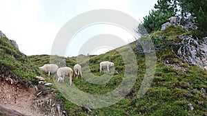 Summer landscape of the dolomites italy: mountain goats