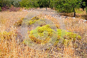 Summer landscape with dry grass.