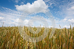 Summer landscape with the ears of corn