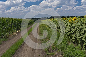 Summer Landscape with earth road beetwen flowering sunflowers and maize fields