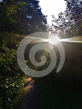 Summer landscape with evening sunlight