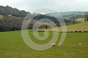 Summer landscape and a few sheep in the British countryside.