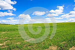 Summer landscape with a field, blue sky and white clouds