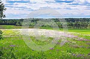 Summer landscape with a field, blue sky and white clouds