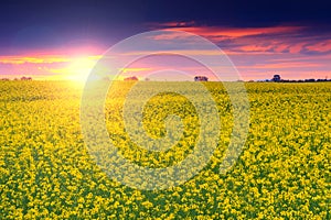 Summer landscape with a field of canola at sunrise,Transylvania,Romania