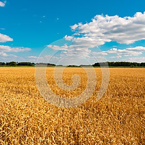 A summer landscape with field of corn under blue sky