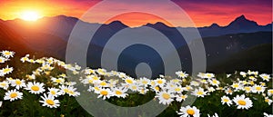 Summer landscape field daisies against backdrop mountains. Wild nature with sky