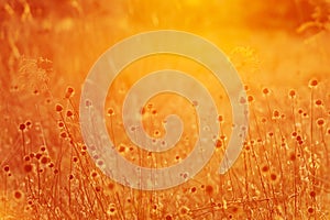 Summer landscape field of dry meadow grass illuminated at sunset