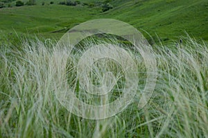 Summer landscape, field of feather grass under the blue sky.