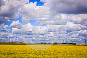 Summer landscape in the field. Field of yellow flowers and blue sky with clouds