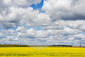 Summer landscape in the field. Field of yellow flowers and blue sky with clouds