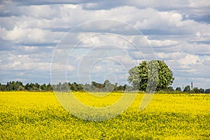 Summer landscape in the field. Field of yellow flowers and blue sky with clouds