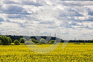 Summer landscape in the field. Field of yellow flowers and blue sky with clouds