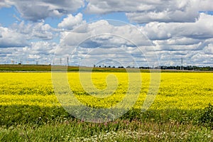 Summer landscape in the field. Field of yellow flowers and blue sky with clouds