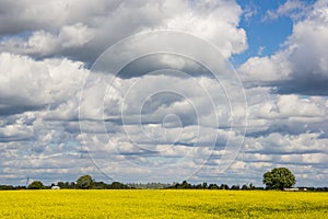 Summer landscape in the field. Field of yellow flowers and blue sky with clouds