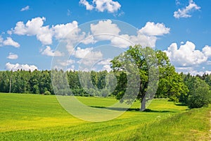 summer landscape with field, forest, blue sky with clouds, lonely big oak tree