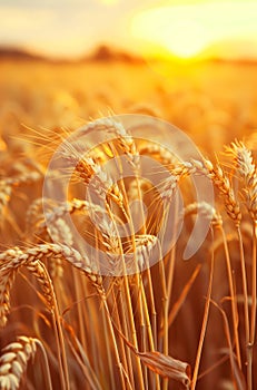 Summer landscape of a field of golden wheat on a bright sunny day.
