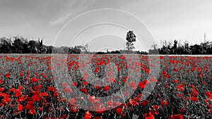 Summer Landscape in a Field with Poppies - 5K