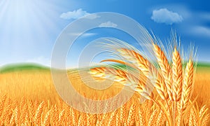 Summer landscape with a field of ripe wheat, and hills and dales