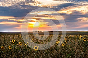 Summer landscape, a field of sunflowers and a blazing sunset on the horizon