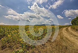 The rural landscape of empty road near sunflower field.