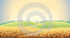 Summer landscape with field wheat