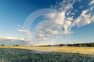 Summer landscape with a field of white dandelions on a sunny day.