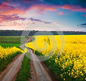 Summer Landscape with a field of yellow flowers. Sunset