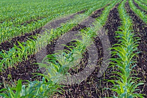 Summer landscape with a field of young corn with weeds, plant protection, herbicides usage, ecological farming, Slovenia