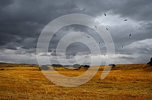 Summer landscape and a flock of vultures