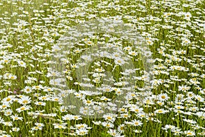 Summer landscape with flowering flowers on meadow. White chamomiles blossom on field